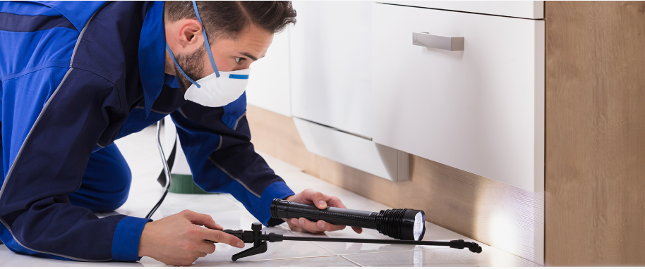 Petaluma pest xpert removal